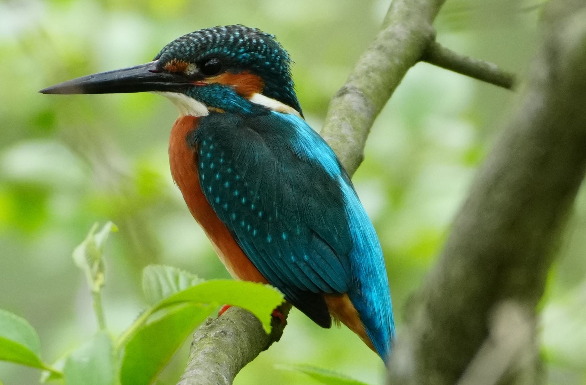 Photo of Common Kingfisher at 大阪府吹田市 山田西公園 by アルキュオン