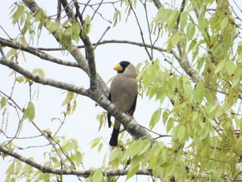 Japanese Grosbeak 三重県名張市東山ふれあいの森 Mon, 4/22/2024