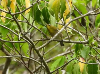 メジロ 三重県名張市東山ふれあいの森 2024年4月22日(月)