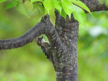 コゲラ 三重県名張市東山ふれあいの森 2024年4月22日(月)