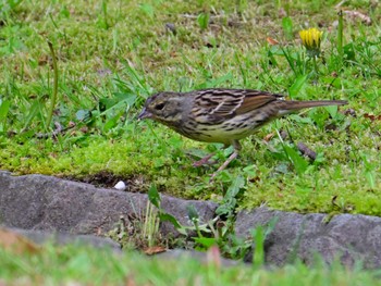 Masked Bunting 平城宮跡 Sun, 4/21/2024