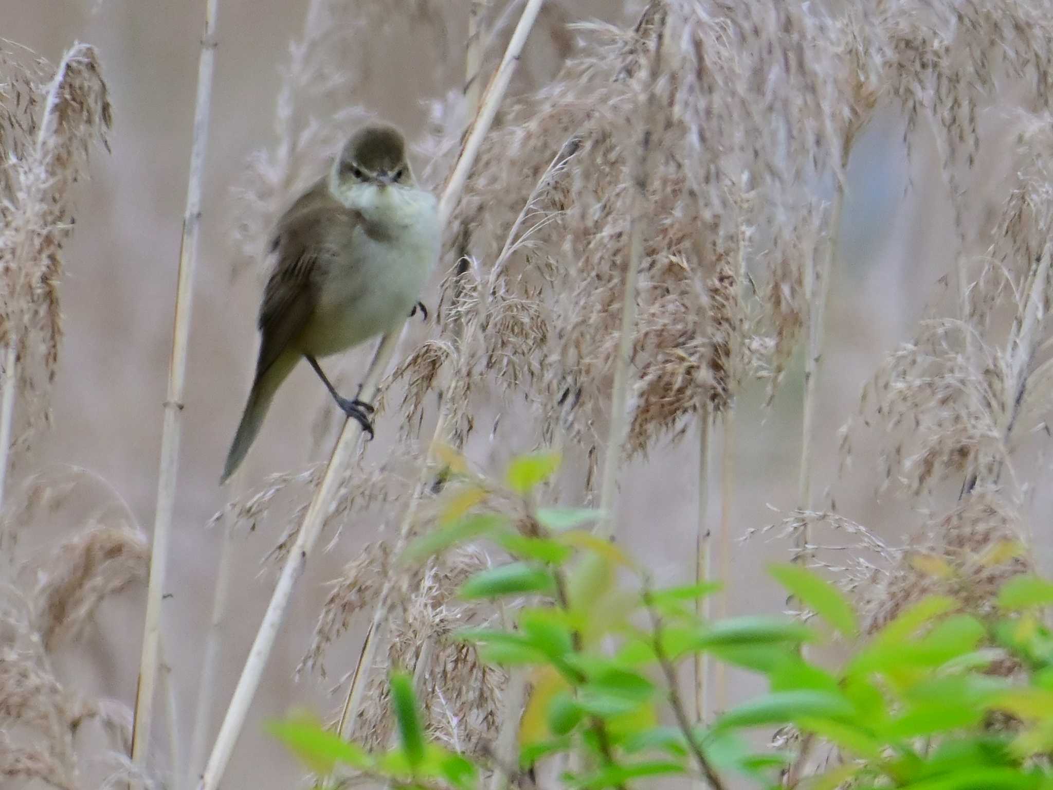 Oriental Reed Warbler