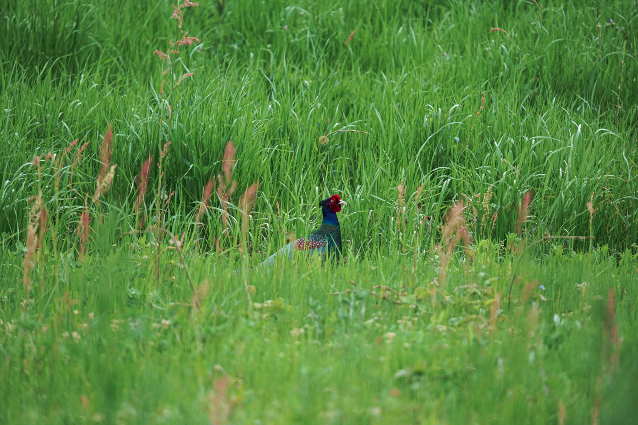 Photo of Green Pheasant at 平城宮跡 by アサシン