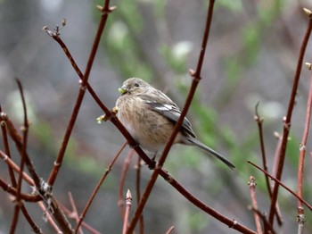 Siberian Long-tailed Rosefinch Nishioka Park Mon, 4/22/2024