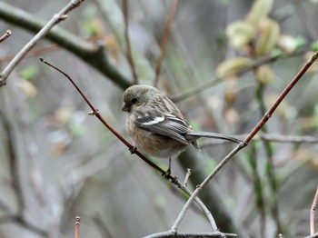 Siberian Long-tailed Rosefinch Nishioka Park Mon, 4/22/2024