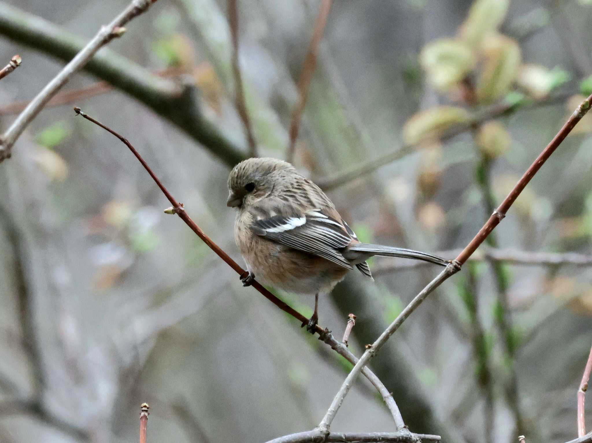 Photo of Siberian Long-tailed Rosefinch at Nishioka Park by しろくま