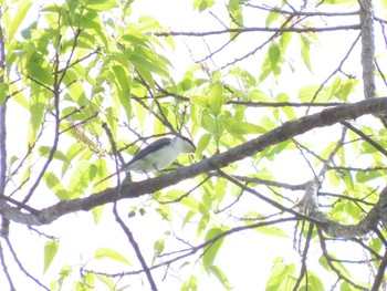 Ashy Minivet Showa Kinen Park Sat, 4/20/2024