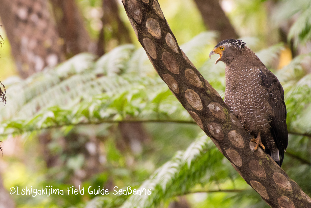 Crested Serpent Eagle