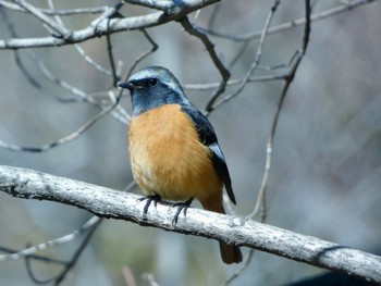 Daurian Redstart Imperial Palace Wed, 3/27/2024