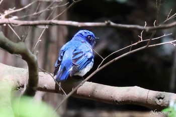 Blue-and-white Flycatcher 日向渓谷 Sat, 4/20/2024