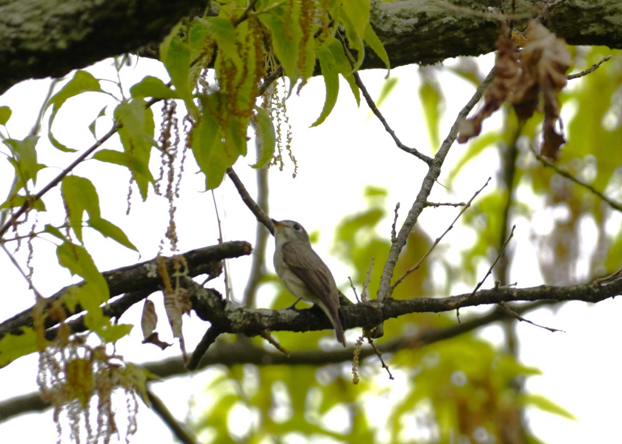 Asian Brown Flycatcher