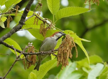 Russet Sparrow 馬見丘陵公園 Sat, 4/20/2024