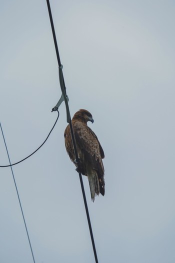 Black Kite 奈良市水上池 Mon, 4/22/2024