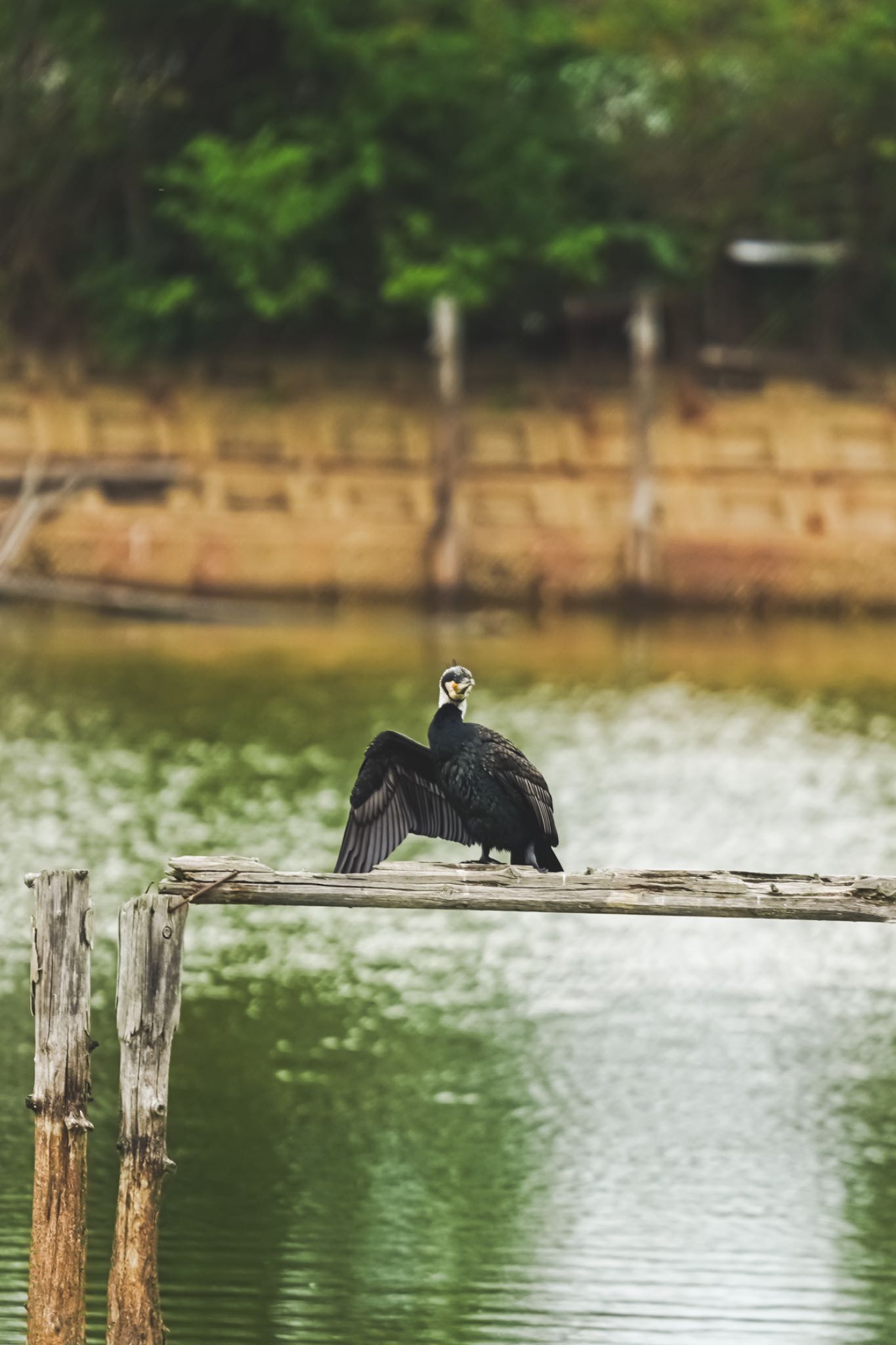 Photo of Great Cormorant at 奈良市水上池 by アサシン
