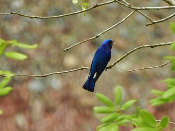 Blue-and-white Flycatcher Hayatogawa Forest Road Sun, 4/21/2024