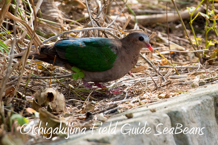 Photo of Common Emerald Dove at Ishigaki Island by 石垣島バードウオッチングガイドSeaBeans