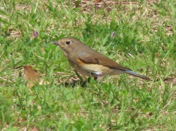 Red-flanked Bluetail 角島(山口県) Sat, 4/13/2024