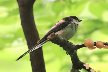 Long-tailed Tit Komiya Park Mon, 4/22/2024