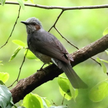 Brown-eared Bulbul Komiya Park Mon, 4/22/2024