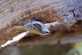 Eurasian Treecreeper Yanagisawa Pass Sat, 4/20/2024