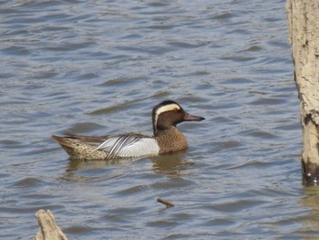 2024年4月19日(金) 伊豆沼の野鳥観察記録