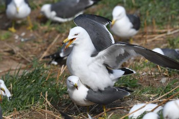 Black-tailed Gull 蕪島(青森県) Sun, 4/21/2024