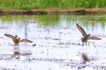 ムナグロ 浮島ヶ原自然公園 2024年4月21日(日)