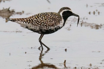 Pacific Golden Plover 浮島ヶ原自然公園 Sun, 4/21/2024