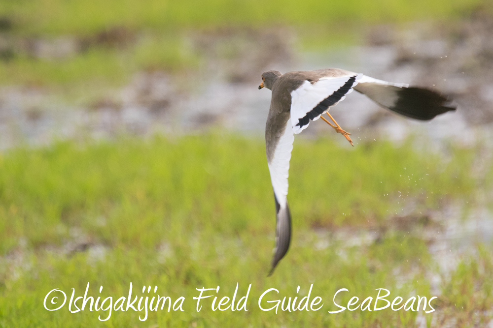 Photo of Grey-headed Lapwing at Ishigaki Island by 石垣島バードウオッチングガイドSeaBeans