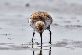 ハマシギ ふなばし三番瀬海浜公園 2024年4月13日(土)