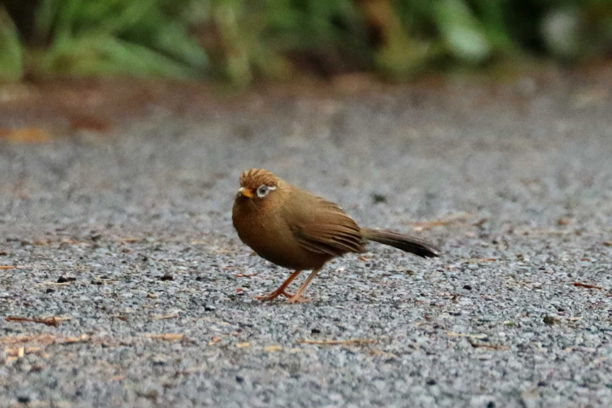 ガビチョウ