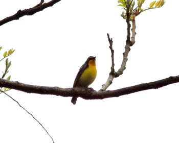 Narcissus Flycatcher Hayatogawa Forest Road Mon, 4/22/2024