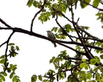 Eastern Crowned Warbler Hayatogawa Forest Road Mon, 4/22/2024