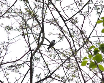 Blue-and-white Flycatcher Hayatogawa Forest Road Mon, 4/22/2024