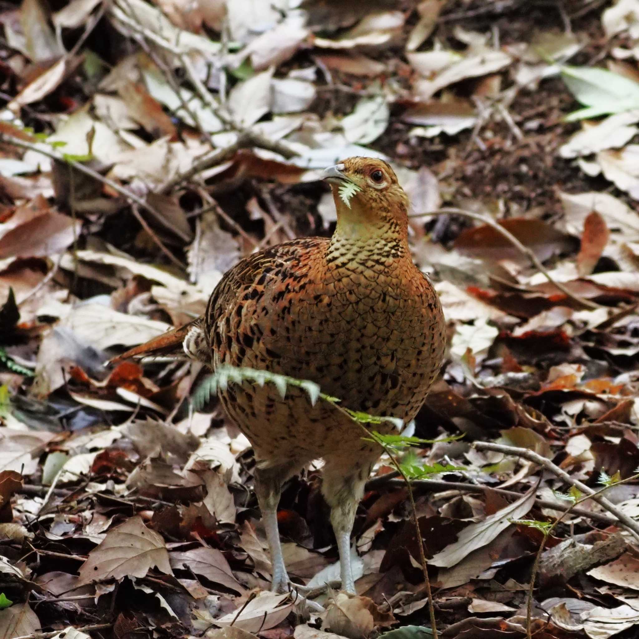 Photo of Copper Pheasant at 姫路市自然観察の森 by しんちゃん