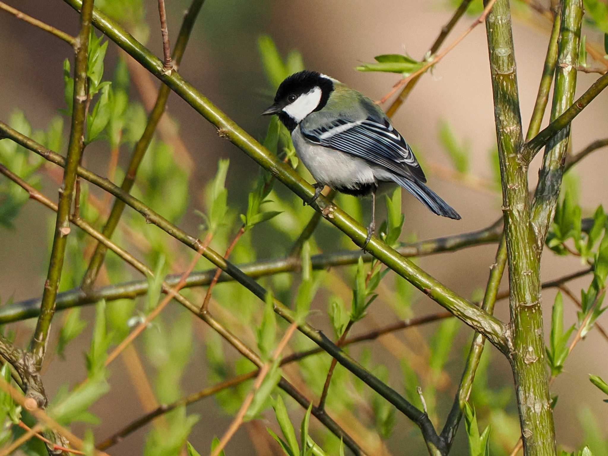 Photo of Japanese Tit at 福井緑地(札幌市西区) by 98_Ark (98ｱｰｸ)