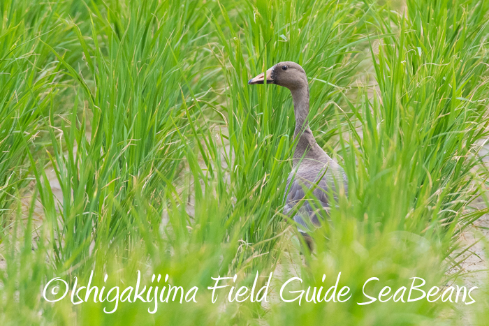 Greater White-fronted Goose