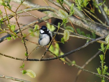 Japanese Tit 福井緑地(札幌市西区) Mon, 4/22/2024