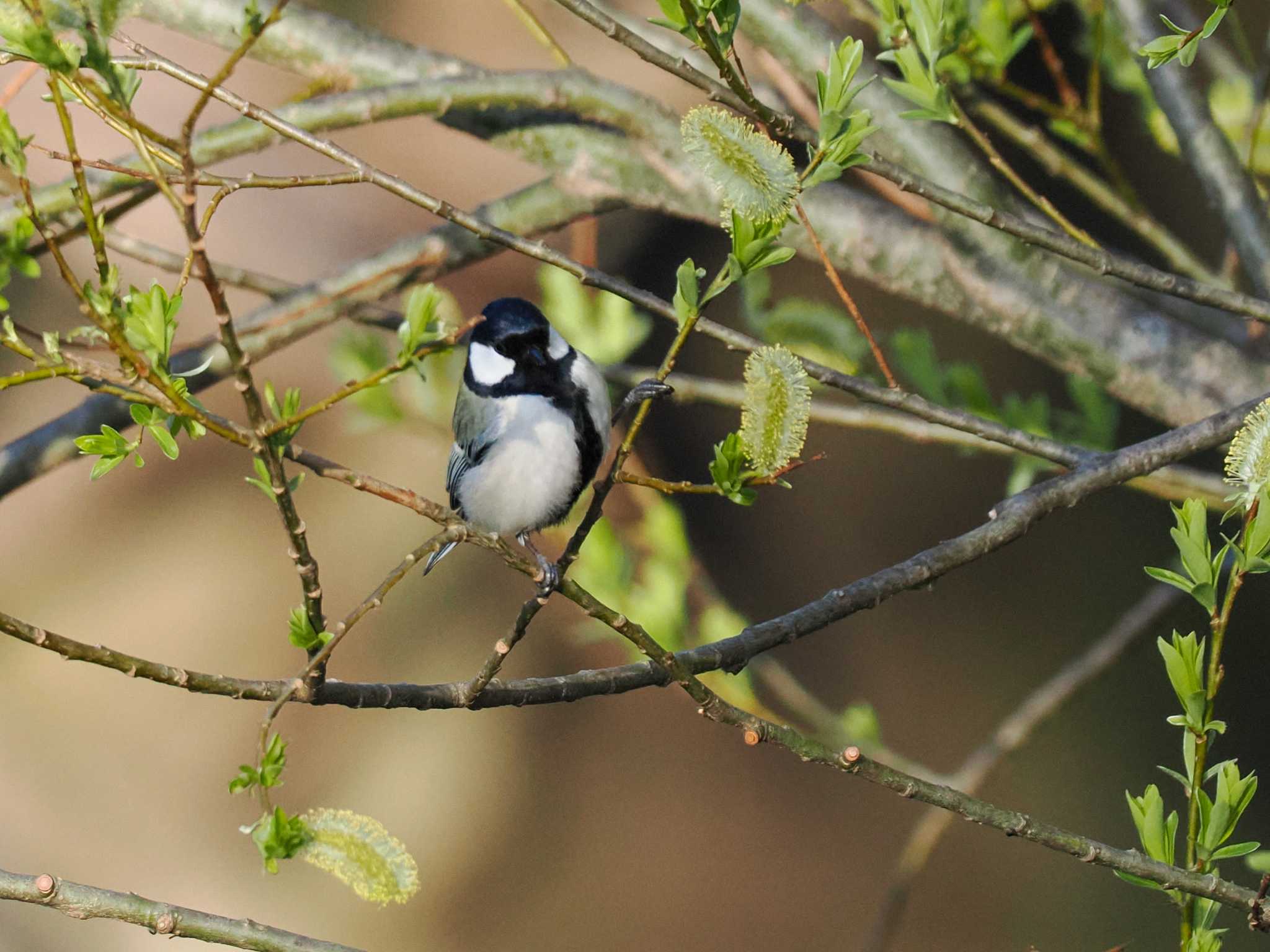 Japanese Tit