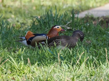 Mandarin Duck 福井緑地(札幌市西区) Mon, 4/22/2024