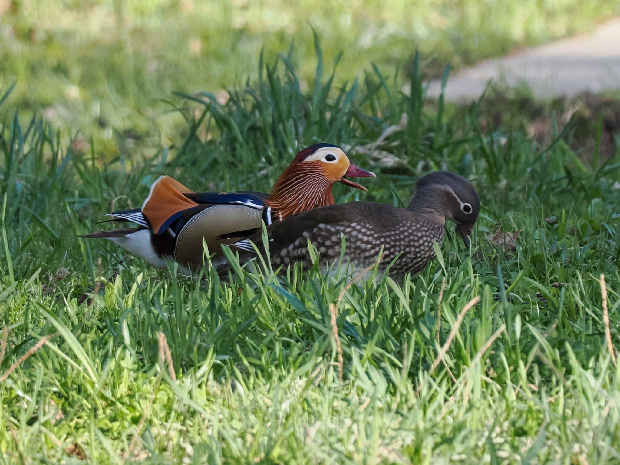 Photo of Mandarin Duck at 福井緑地(札幌市西区) by 98_Ark (98ｱｰｸ)