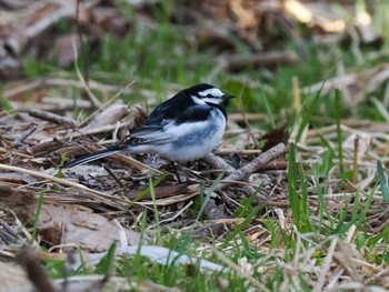 White Wagtail 福井緑地(札幌市西区) Mon, 4/22/2024