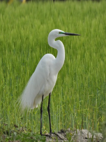 チュウダイサギ 岡山県 2024年4月20日(土)