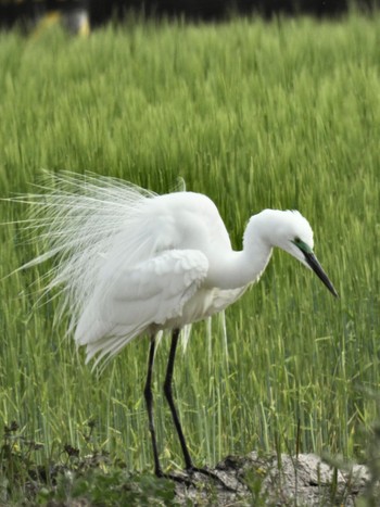 Great Egret(modesta)  岡山県 Sat, 4/20/2024