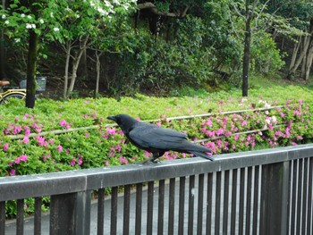 Carrion Crow 平和の森公園、妙正寺川 Mon, 4/22/2024