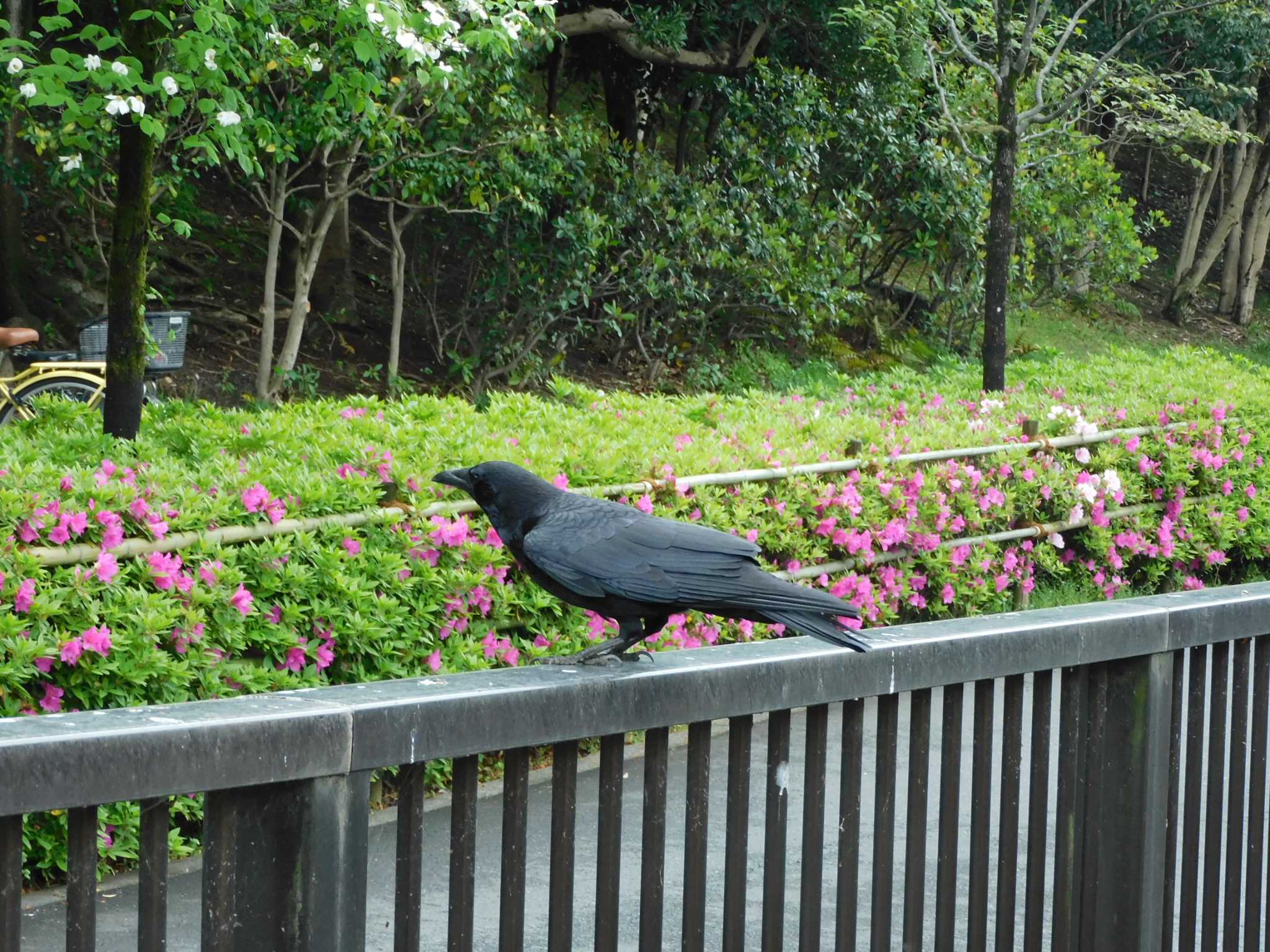 平和の森公園、妙正寺川 ハシボソガラスの写真 by morinokotori