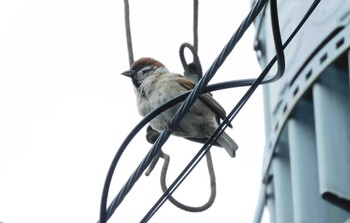 Eurasian Tree Sparrow 平和の森公園、妙正寺川 Mon, 4/22/2024