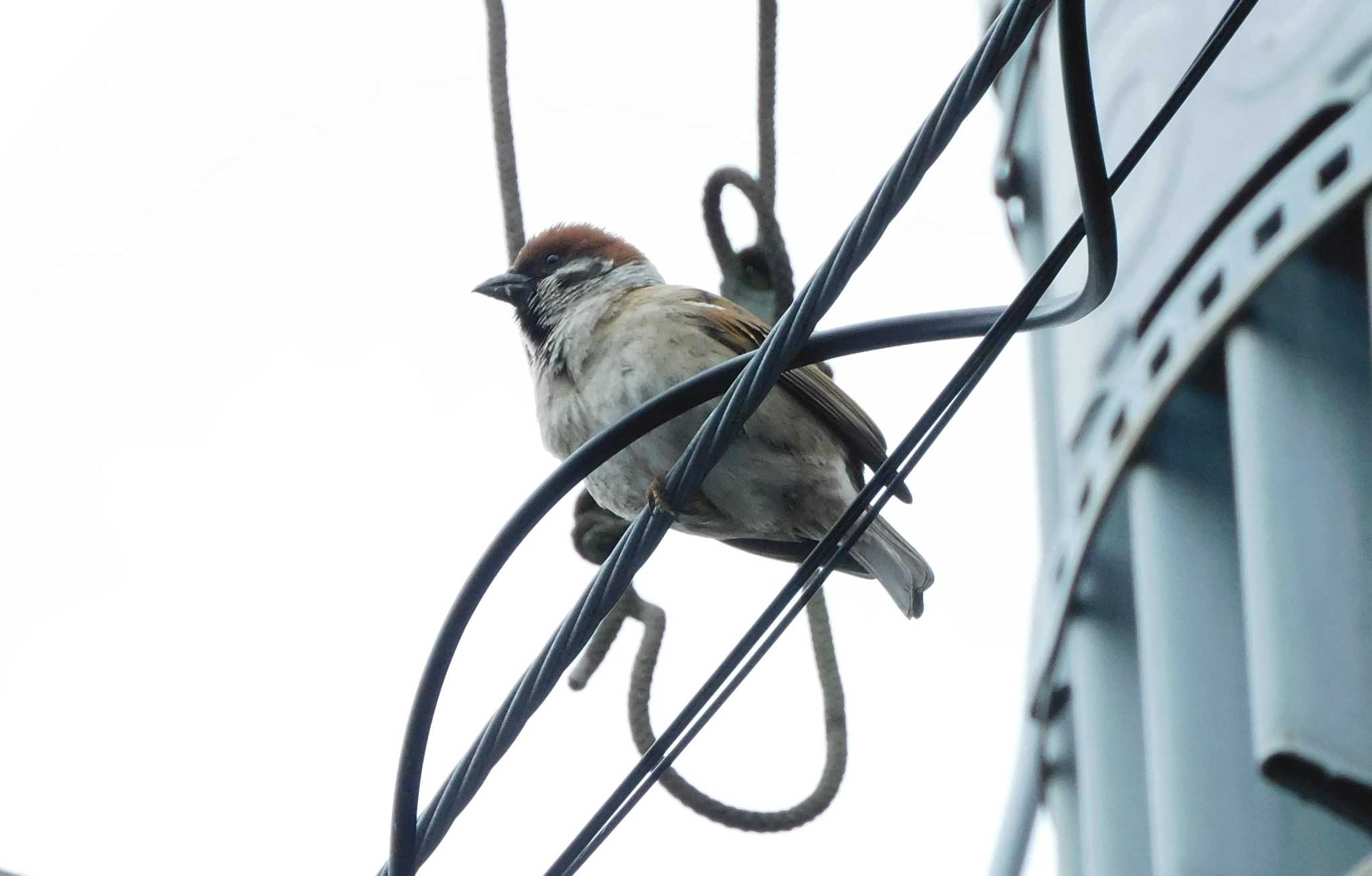 Photo of Eurasian Tree Sparrow at 平和の森公園、妙正寺川 by morinokotori