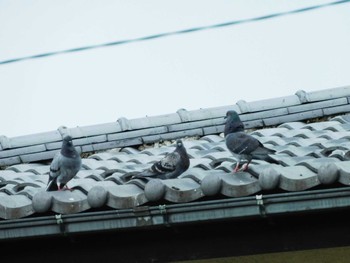 Rock Dove 平和の森公園、妙正寺川 Mon, 4/22/2024