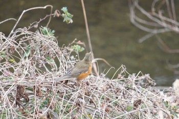 Sat, 2/17/2024 Birding report at 近所の川